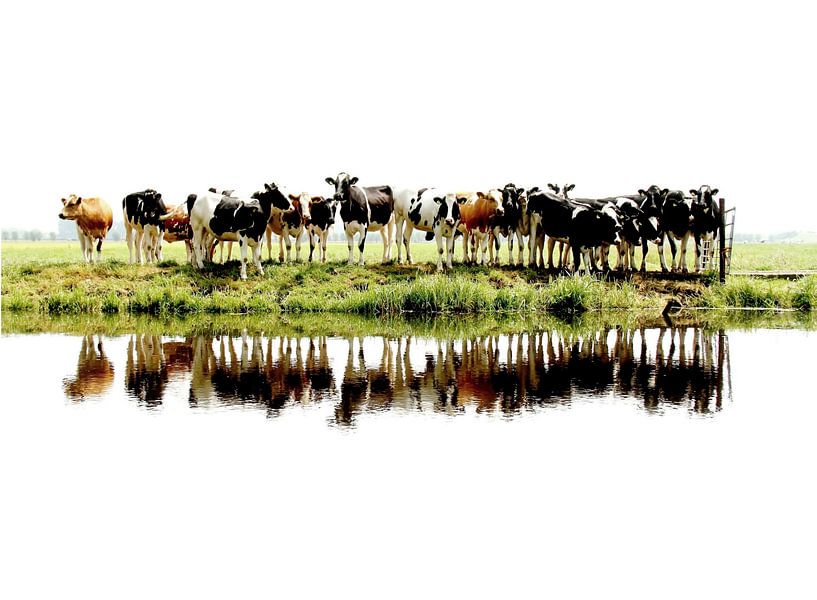 Kühe in Reih und Glied von Annemieke van der Wiel