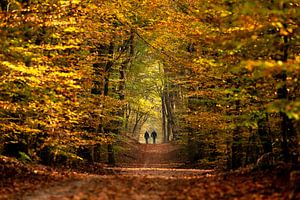 Marcher dans une forêt d'automne de conte de fées