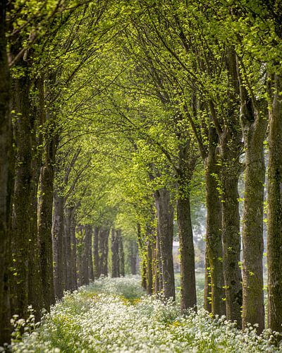 Cow Parsley Curve by Lars van de Goor