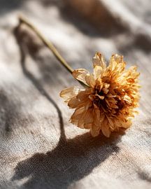 Soft shade of dried flower