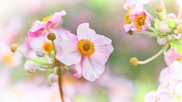 Pink summer flower by Jenco van Zalk