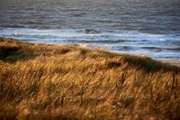 Dunes during sunset