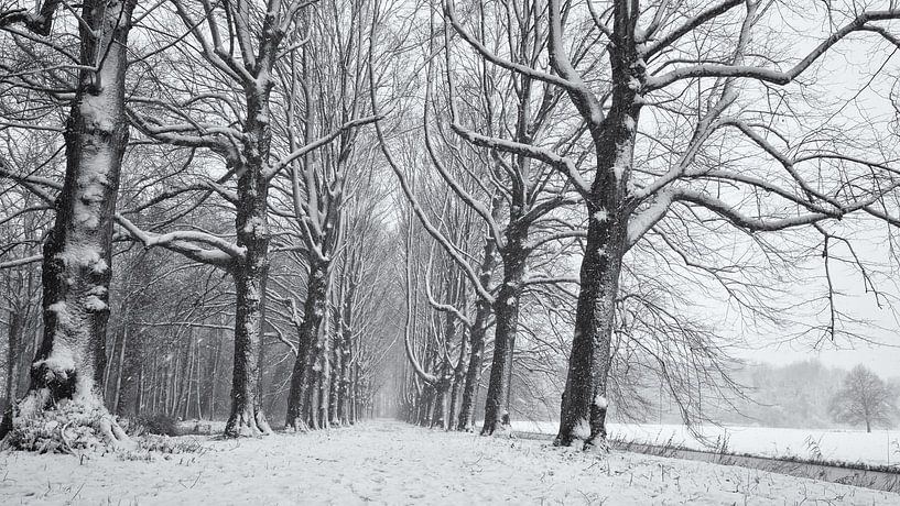 Buchenallee im Schnee, Chateau Marquette von Paul Beentjes