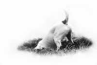 Jack russel, black and white