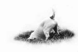 Jack russel, noir et blanc