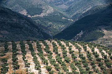 Olive trees by Martijn Smeets