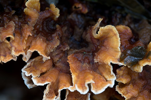 Der Gelbe Krustenpilz (Stereum hirsutum) ist ein Pilz aus der Familie der Stereaceae.