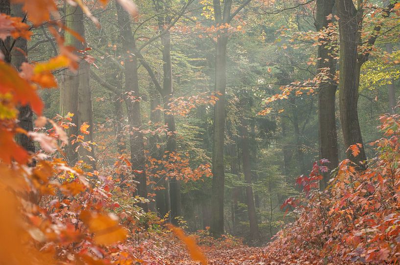 herfstbos van Nancy van Verseveld