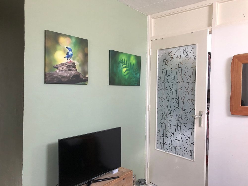 Dschungel von Cocky Anderson