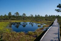 Hiking trail in peatland Estonia