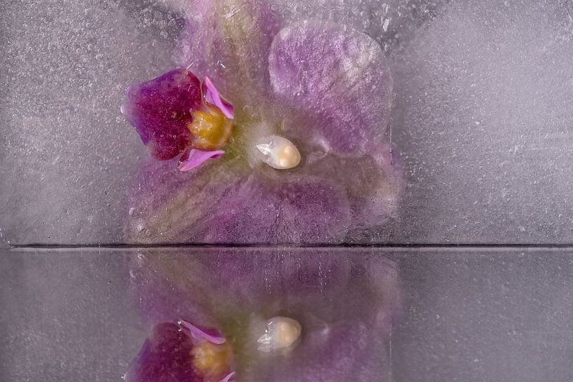 Frozen beauty 03 by Nathalie De Saegher