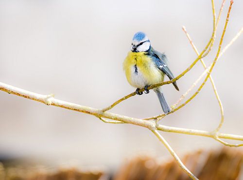 Pimpelmees op een boom in mijn tuin