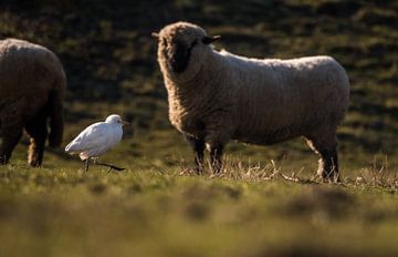 Cattle egret with sheep by Danny Slijfer Natuurfotografie
