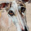 Galgo Espagnol Raya sur Tanja Kooymans