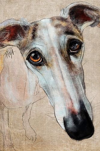 Galgo Espagnol Raya