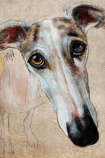 Galgo Espagnol Raya van Tanja Kooymans
