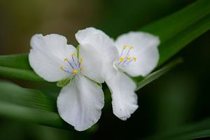 weißer Frühling