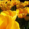 Gelbe Tulpen von Ramon Labusch