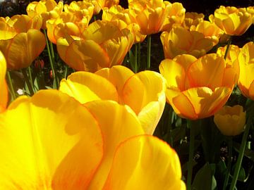 Gele tulpen van Ramon Labusch