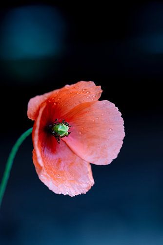 Mohnblume! von Ronald van Kooten