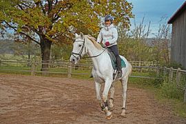 Training with the white horse on a riding arena in autumn
