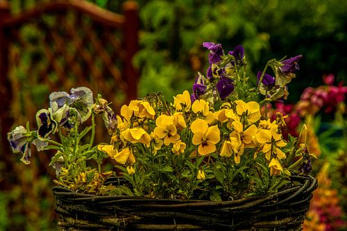 Met Analoge Lens Bosbloemenweidemist