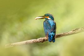Eisvogel mit Fisch von Peter Abbes