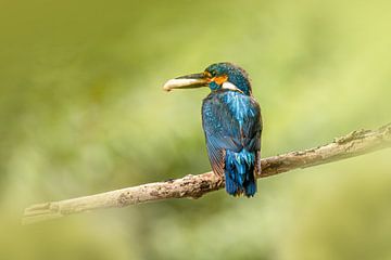 IJsvogeltje met vis