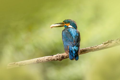 Martin-pêcheur avec poisson sur Peter Abbes