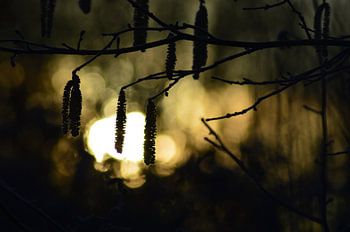 Catching the sunrise