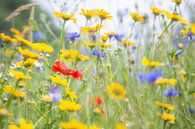 Vrolijk gekleurd veld wilde bloemen met klaproos van Caroline van der Vecht thumbnail
