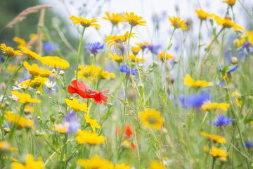 Vrolijk gekleurd veld wilde bloemen met klaproos van Caroline van der Vecht