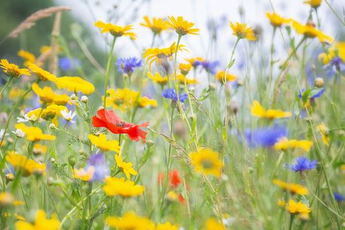 Vrolijk gekleurd veld wilde bloemen met klaproos