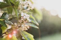 Une fleur en fleurs