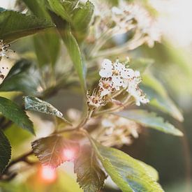 Flower in bloom by Yvette Smink