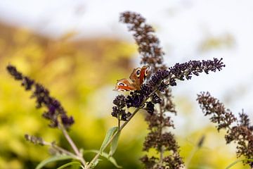 Schmetterling von Marco Linssen