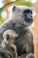 Bébé singe avec sa mère