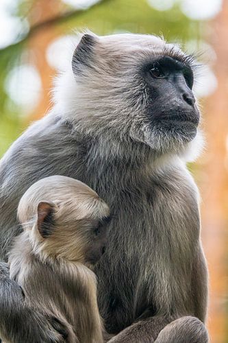 Bébé singe avec sa mère