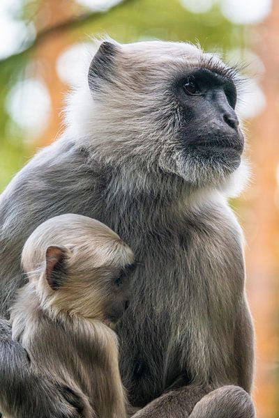 Bébé singe avec sa mère par Jayzon Photo