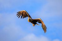 Hunting bald eagle in Norway