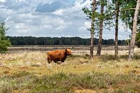 Schotse Hooglander  op het Doldersummerveld in het Drents-Friese Wold