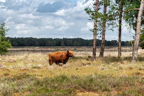 Highlander écossais sur le Doldersummerveld Drents-Friese Wold