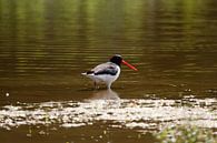 Oystercatcher van Roque Klop thumbnail