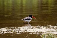 Oystercatcher