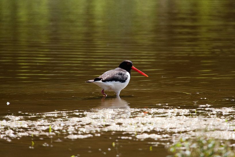 Oystercatcher van Roque Klop