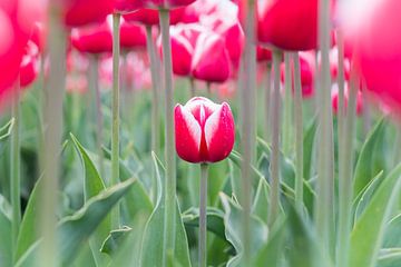 La petite tulipe sur Max ter Burg Fotografie