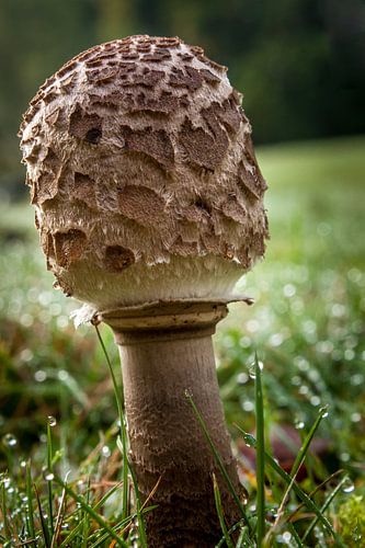 Zwam von Irene Vroon