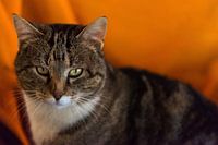 Poserende kater