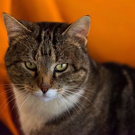 Poserende kater van Nico van Velden