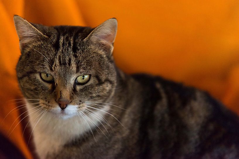 Poserende kater van Nico van Velden